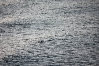 Finless black porpoise